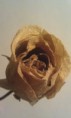 /album/photo-gallery-homepage/yellow-sand-shimmer-close-up-jpg/